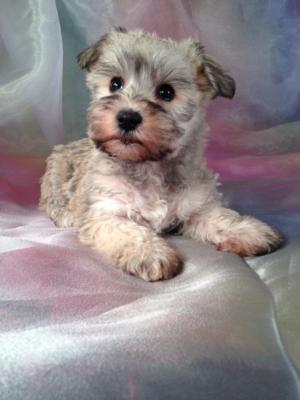 Schnoodle puppy for sale # 8 Ready December 2013 Breeding schnoodles that can be shipped anywhere from Portland Maine, Baltimore, Maryland, DC, down to Charlotte North Carolina and Fort Lauderdale Florida! 5